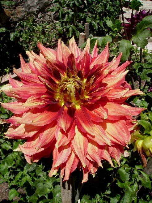 Name:  GLADATOR DAHLA.jpg
Views: 1824
Size:  78.6 KB