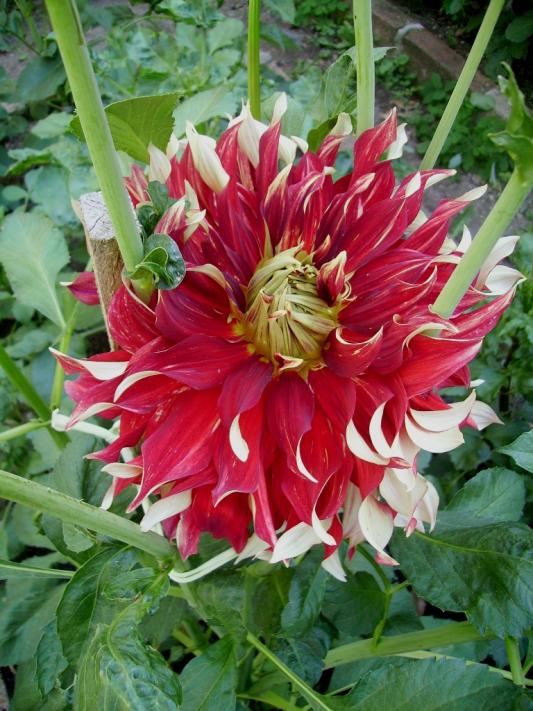 Name:  NCK SR DAHLA.jpg
Views: 1914
Size:  76.3 KB