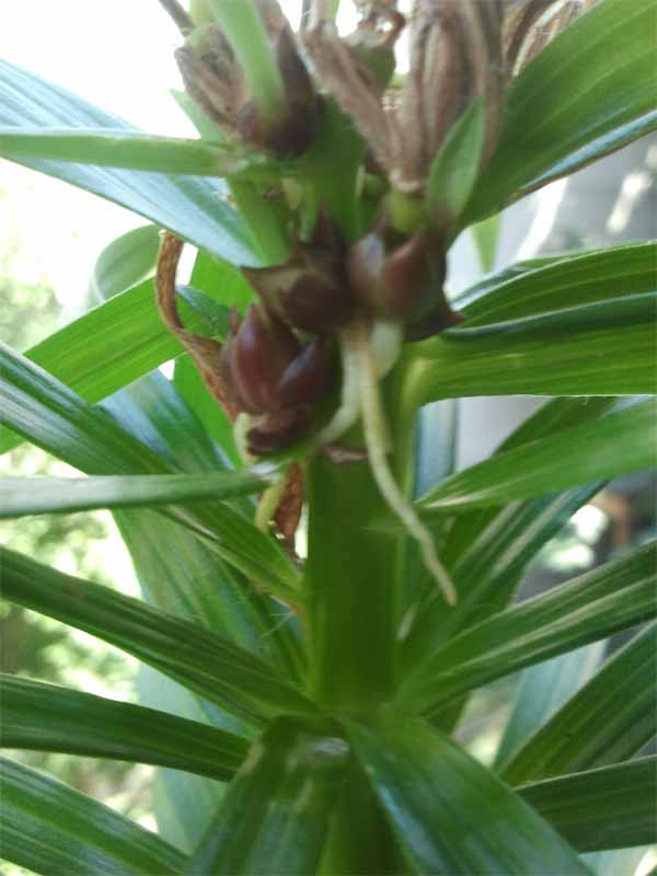Name:  zambak.jpg
Views: 2777
Size:  55.1 KB