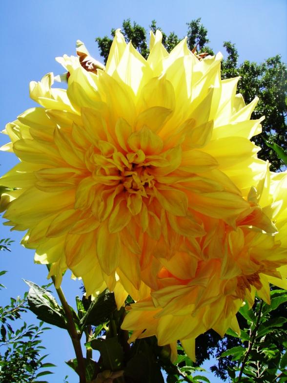 Name:  koyu sar dahlia.jpg
Views: 1500
Size:  72.8 KB