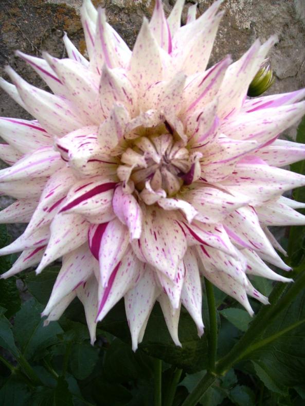 Name:  mikks pepermint dahlia.jpg
Views: 1510
Size:  73.3 KB