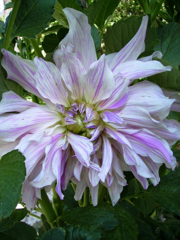 Name:  mooms special dahlia.jpg
Views: 1523
Size:  73.2 KB