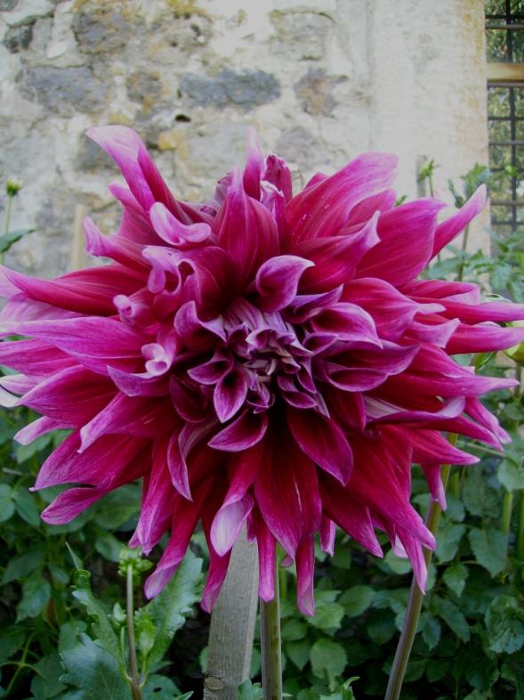 Name:  snock vave dahlia.jpg
Views: 1464
Size:  73.4 KB