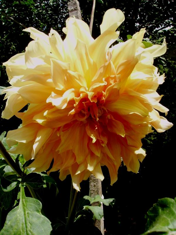 Name:  nalac dahlia.jpg
Views: 1458
Size:  72.9 KB