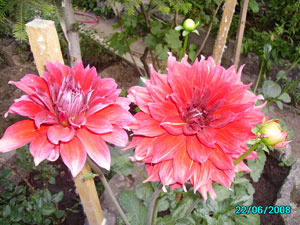Name:  soan-iekleri-014.jpg
Views: 3704
Size:  31.3 KB