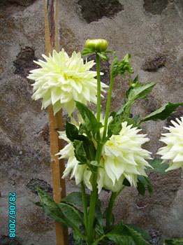 Name:  sar.jpg
Views: 2310
Size:  31.2 KB