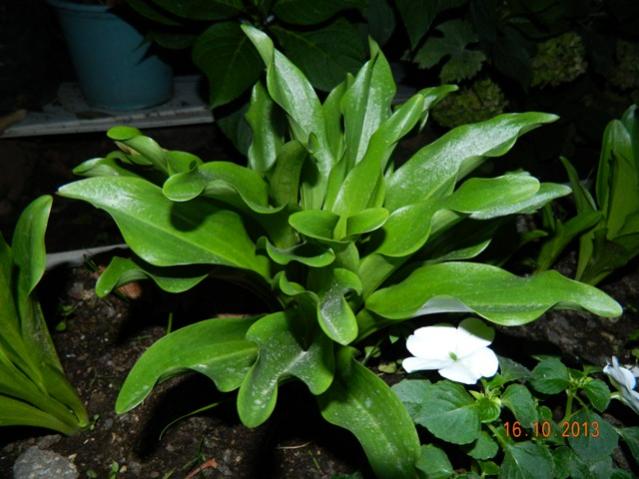 Name:  Resim 039.jpg
Views: 923
Size:  47.4 KB