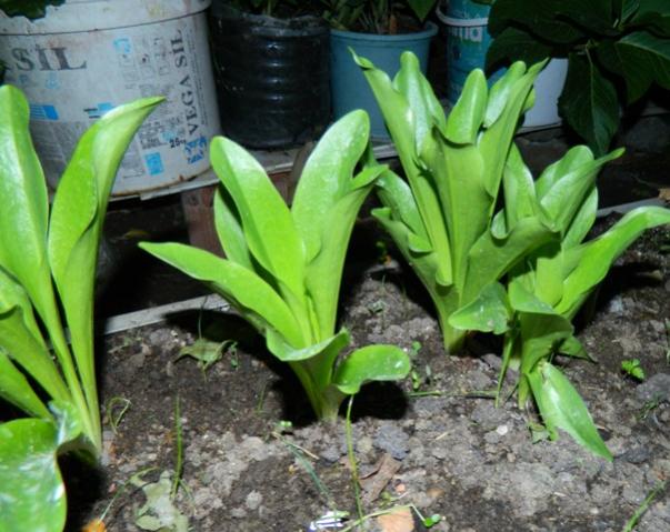 Name:  Resim 036.jpg
Views: 957
Size:  54.1 KB