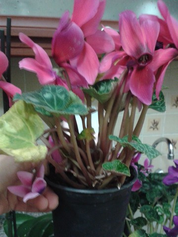 Name:  Image00001.jpg
Views: 717
Size:  58.1 KB