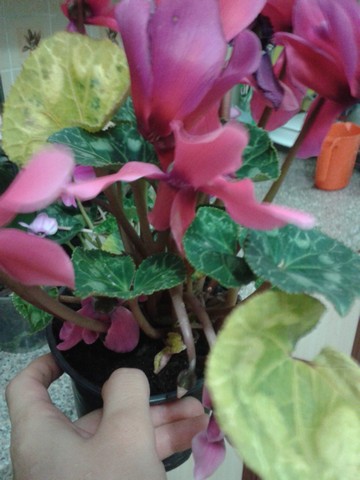 Name:  Image00002.jpg
Views: 734
Size:  56.8 KB