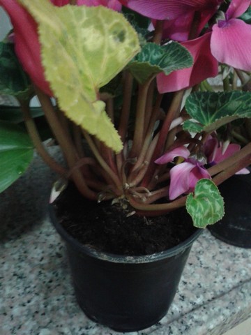 Name:  Image00003.jpg
Views: 741
Size:  56.3 KB