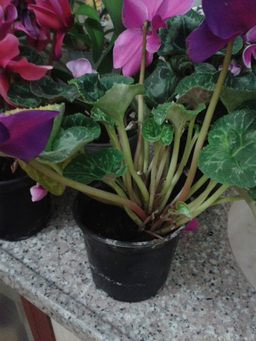 Name:  Image00004.jpg
Views: 711
Size:  65.8 KB