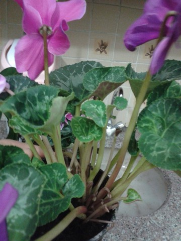 Name:  Image00006.jpg
Views: 725
Size:  62.4 KB