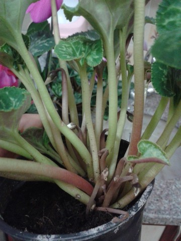 Name:  Image00007.jpg
Views: 731
Size:  60.0 KB