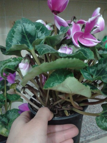 Name:  Image00008.jpg
Views: 716
Size:  62.9 KB