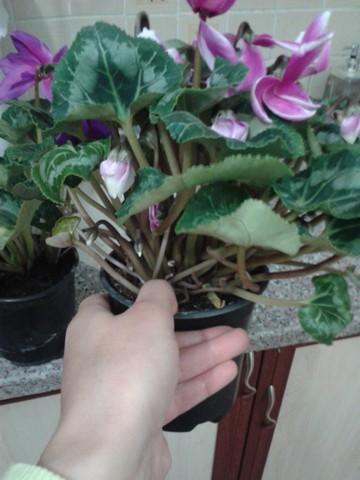 Name:  Image00010.jpg
Views: 724
Size:  58.7 KB