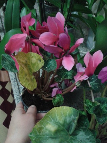 Name:  Image00014.jpg
Views: 722
Size:  62.1 KB