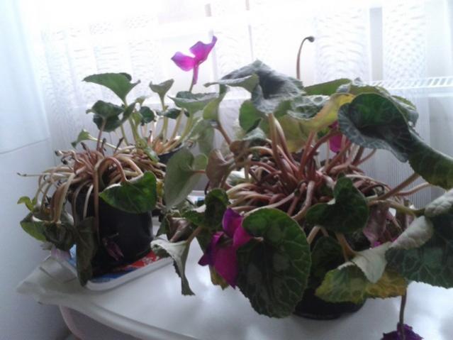 Name:  Image00009.jpg
Views: 920
Size:  37.4 KB
