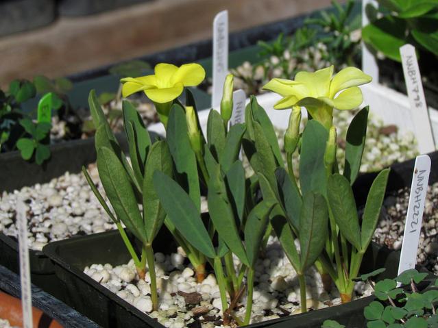 Name:  oxalis_fabaefolia.jpg
Views: 6720
Size:  50.9 KB
