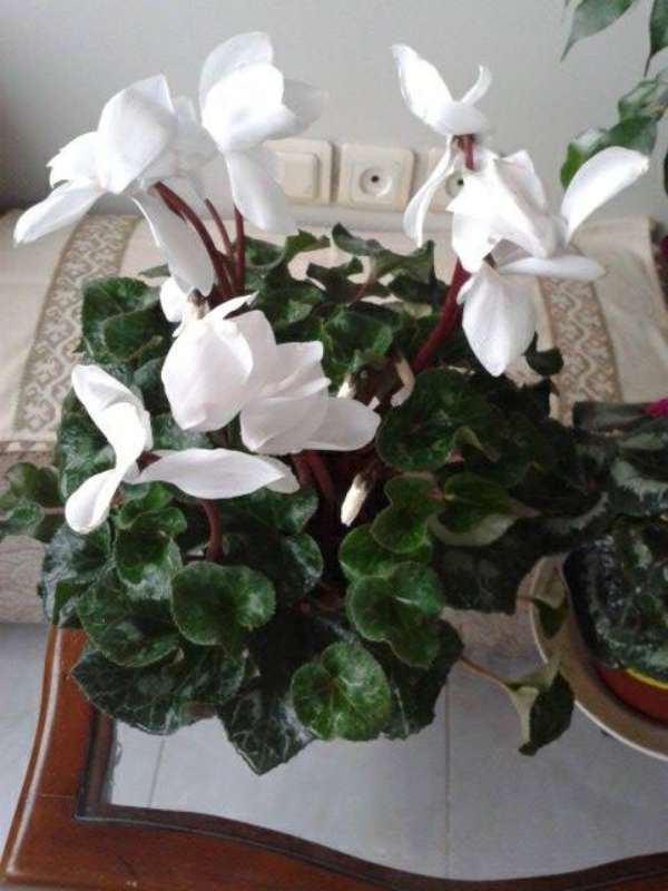Name:  Resim 716-800.jpg
Views: 1834
Size:  43.8 KB