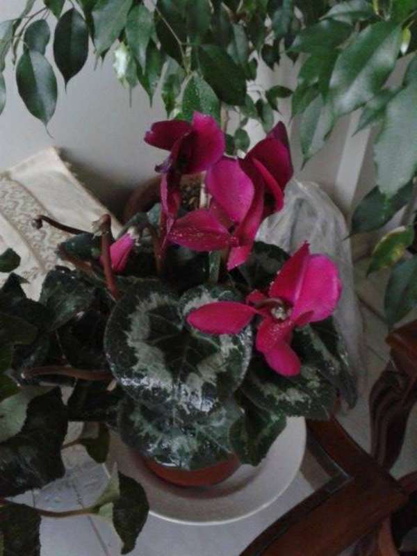 Name:  Resim 717-800.jpg
Views: 1639
Size:  44.1 KB