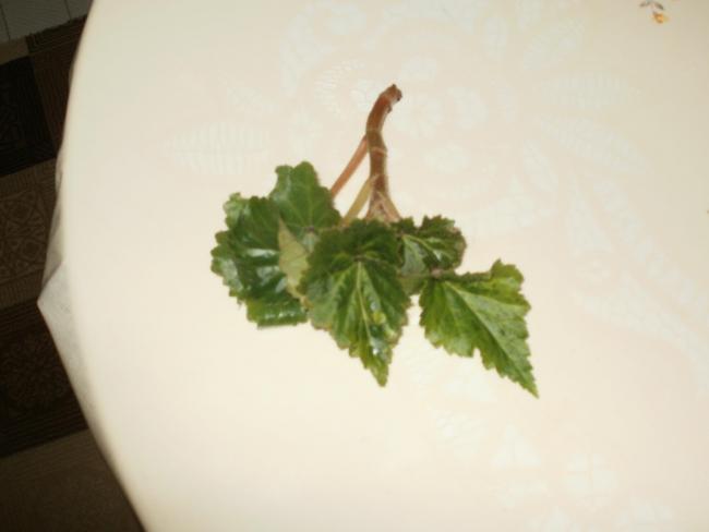 Name:  P1010011a.jpg
Views: 1406
Size:  18.8 KB