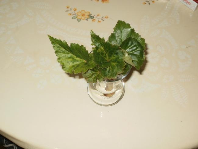 Name:  P1010013a.jpg
Views: 1311
Size:  22.6 KB