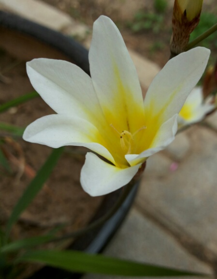 Name:  Sparaxis flower.jpg
Views: 2699
Size:  55.2 KB