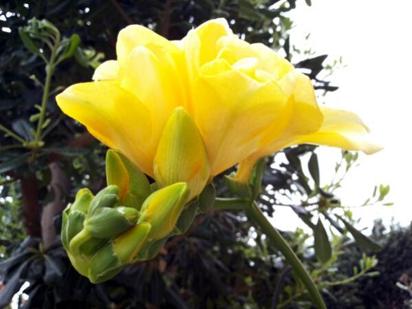 Name:  Unopened flower buds.jpg
Views: 680
Size:  36.7 KB
