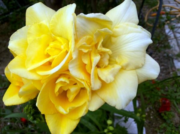Name:  Yellow freesia.jpg
Views: 725
Size:  35.8 KB