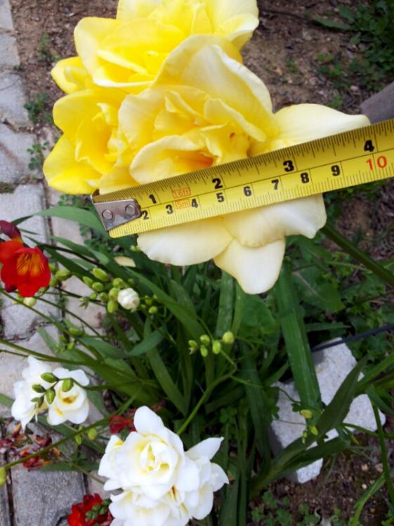 Name:  Freesia flower size.jpg
Views: 747
Size:  66.3 KB