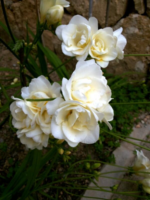 Name:  Double flowering cream freesia.jpg
Views: 1157
Size:  55.2 KB