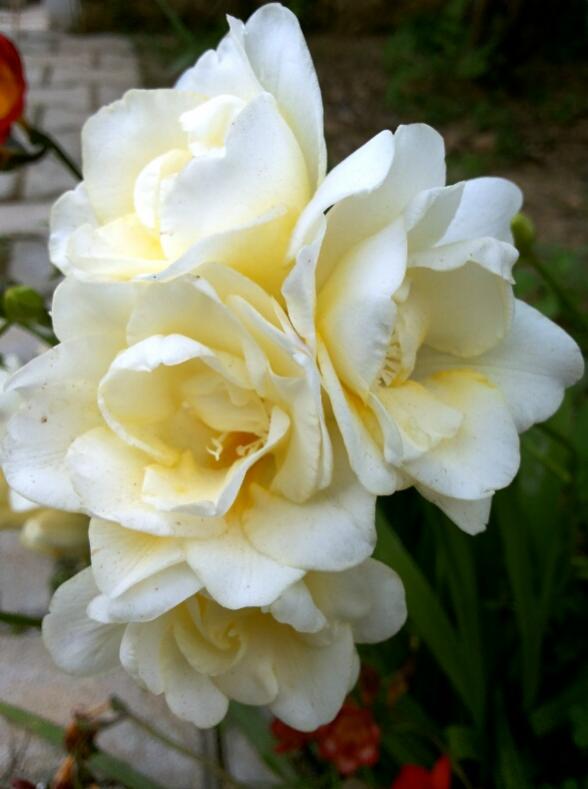 Name:  Cream colored freesia.jpg
Views: 1126
Size:  42.9 KB