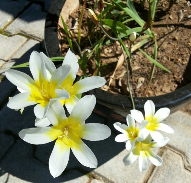 Name:  Sparaxis white.jpg
Views: 3226
Size:  60.4 KB