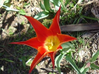 Name:  DSC04328a.jpg
Views: 717
Size:  28.6 KB