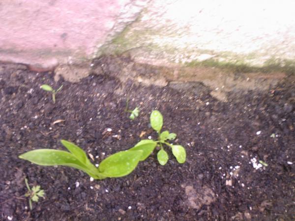 Name:  F-0043.jpg
Views: 1932
Size:  47.6 KB