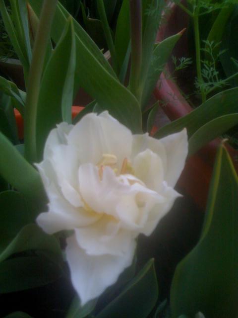 Name:  IMG_0725.JPG
Views: 792
Size:  40.8 KB