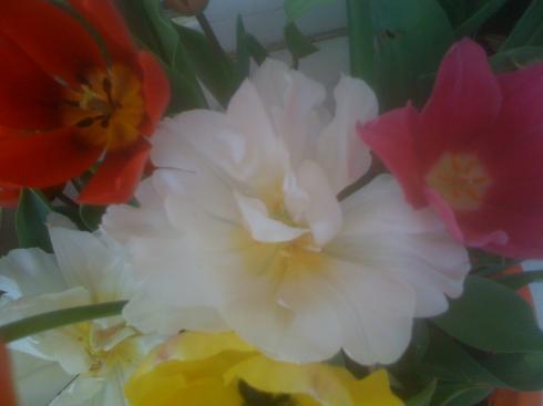 Name:  IMG_0818.JPG
Views: 565
Size:  14.4 KB