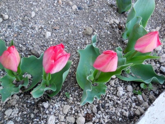 Name:  DSCN9863.jpg
Views: 555
Size:  70.8 KB