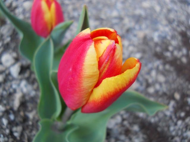 Name:  DSCN9874.jpg
Views: 584
Size:  31.7 KB
