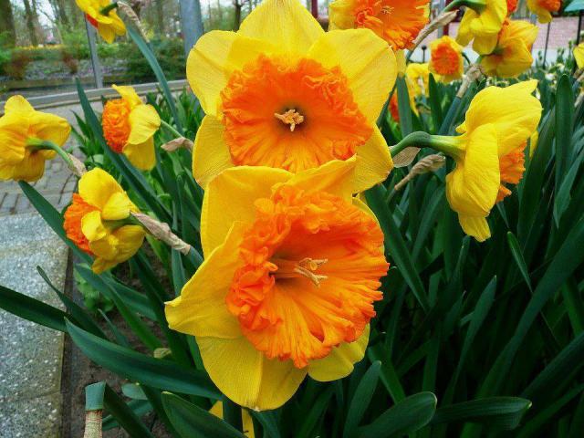 Name:  1393152384_nergis.jpg
Views: 4495
Size:  58.5 KB