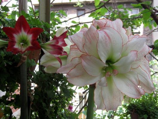 Name:  IMG_6733.jpg
Views: 1905
Size:  40.7 KB