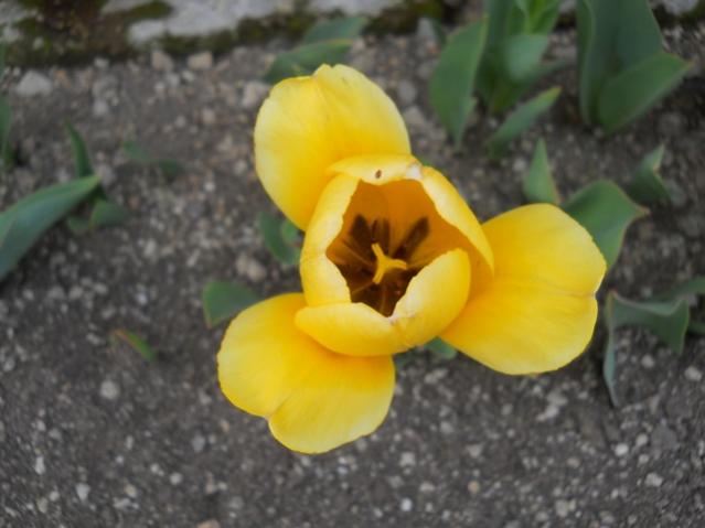 Name:  DSCN0156.jpg
Views: 624
Size:  33.4 KB