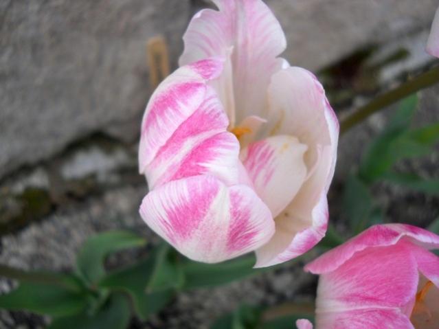 Name:  DSCN0157.jpg
Views: 624
Size:  28.8 KB