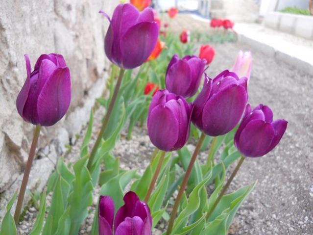 Name:  DSCN0160.jpg
Views: 686
Size:  44.2 KB