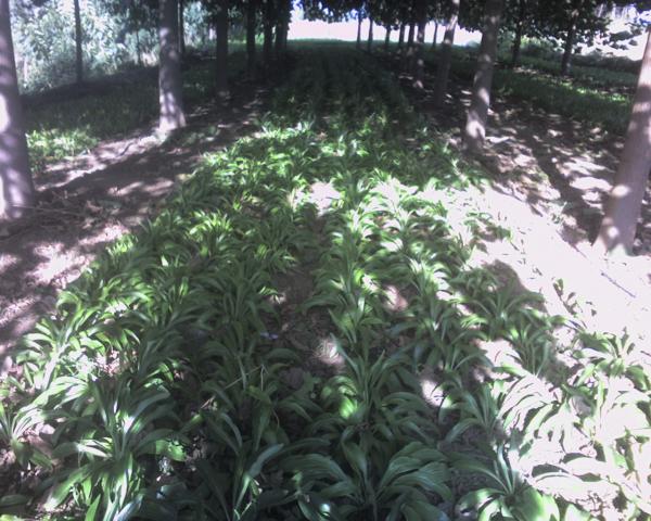 Name:  iMaqe-0010.jpg
Views: 1749
Size:  63.0 KB