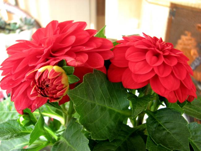 Name:  IMG_87852.jpg
Views: 1852
Size:  46.2 KB