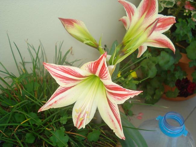Name:  DSC05526.jpg
Views: 1283
Size:  45.3 KB