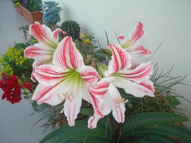 Name:  DSC06581.jpg
Views: 1227
Size:  46.6 KB