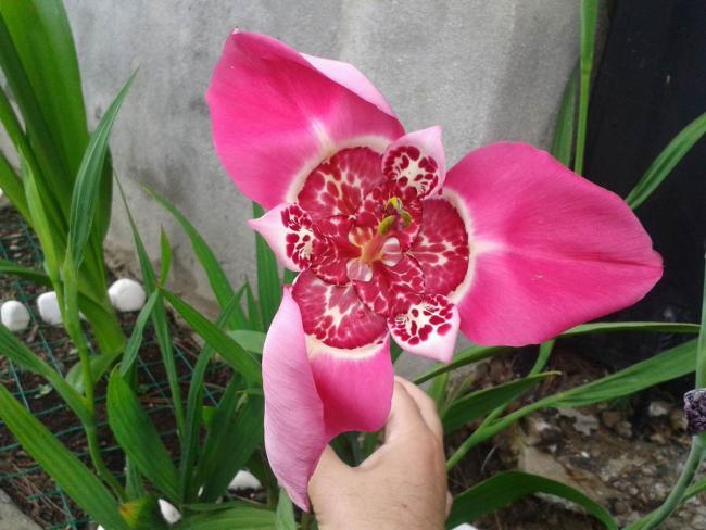 Name:  006.jpg
Views: 3707
Size:  48.7 KB